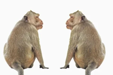 Monkey Crab-eating Macaque isolate on white background - Image Stock Photos