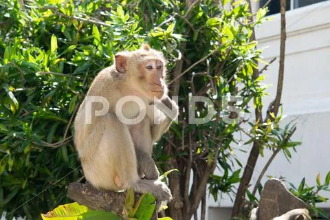 Monkey , Crab-eating macaque Stock Photos