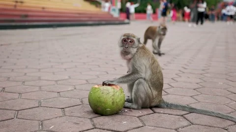 Monkey cracking coconut near temple, showcasing clever food gathering behavior Stock Footage 296996636