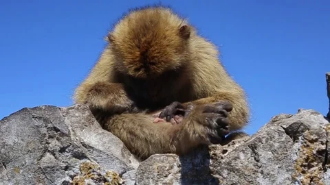 Monkey crawling with the blue sky background Stock Footage 126549170