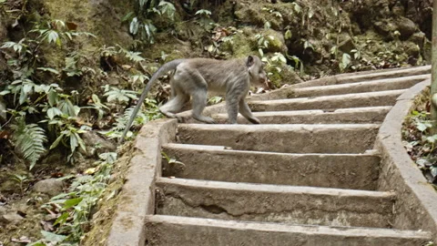 A monkey crosses stairs in the jungle Stock Footage 164461480