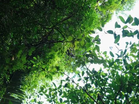 Monkey crossing tree from low angle view Fotos Stock