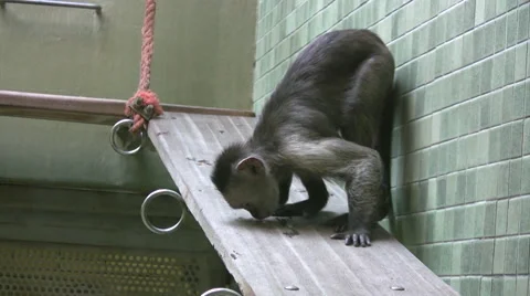 Monkey crouching on a wooden platform inside enclosure Stock Footage 42121903