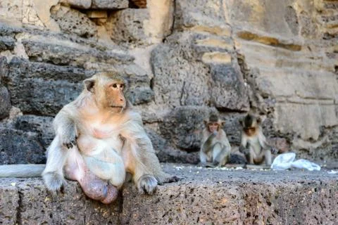 Monkey crowd was defending a danger to others. Stock Photos