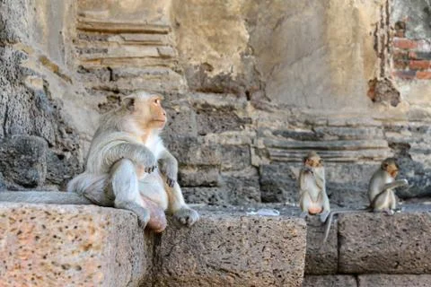 Monkey crowd was defending a danger to others. Stock Photos