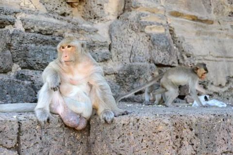 Monkey crowd was defending a danger to others. Stock Photos