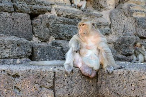 Monkey crowd was defending a danger to others. Foto stock