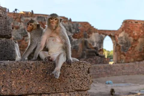Monkey crowd was defending a danger to others. Stock Photos
