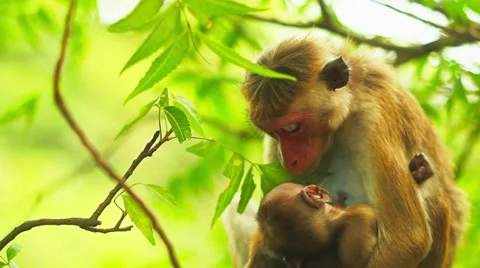 Monkey with cub Vídeos de archivo 35173122