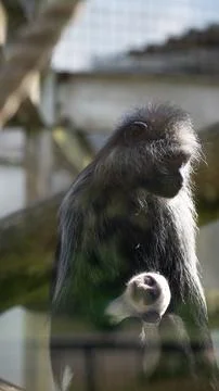 With the monkey cub. Monkey eating with its cub Stock Photos