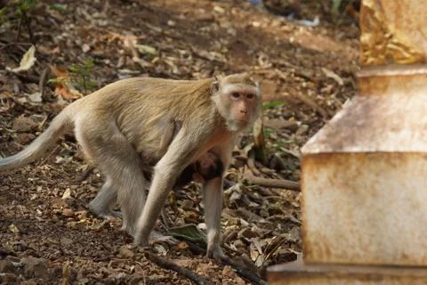 Monkey with cub Stock Photos