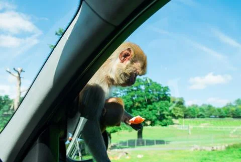 Monkey with cub sitting on side mirror of a car and eating apple. Visiting of Stock Photos