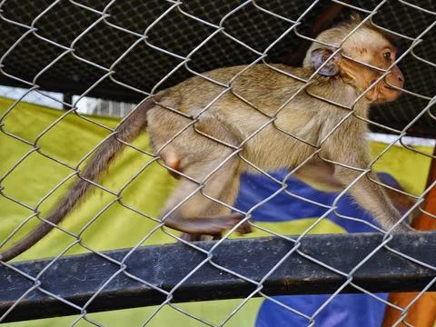 Monkey cub sleeping behind iron fence Stock Photos