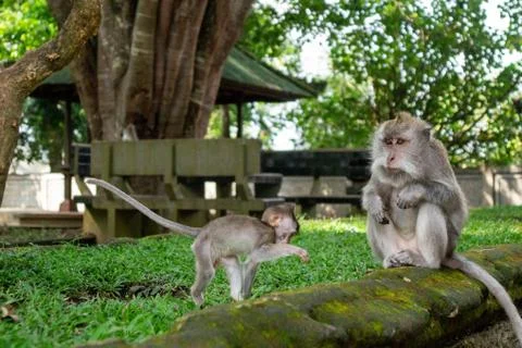 A monkey with a cub in the Ubud sacred monkey forest. Bali, Indonesia Stock Photos