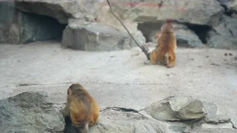 Monkey cubs playing with each other Stock Footage 235470859