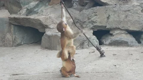 Monkey cubs playing with each other Stock Footage 235471269