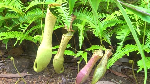 Monkey-cup from the Borneo mountainous rainforests Stock Footage 317083021