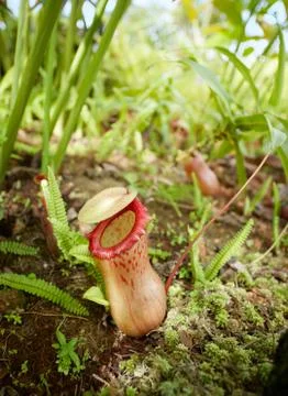 Monkey cup Stock Photos