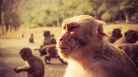 Monkey cute / Portrait of macaque monkey  group live in Asia Stock Photos