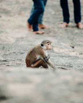 Monkey in Dambulla, Sri Lanka Stock Photos