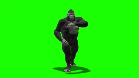 Monkey dances salsa isolated on green background Stock Footage 85886860