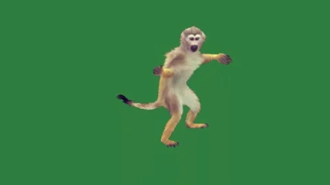 A monkey is dancing on green screen and jumping frame composition colorful Stock Footage 335697170