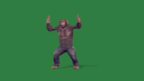 A monkey is dancing isolated isolated on green screen background Stock Footage 336890436