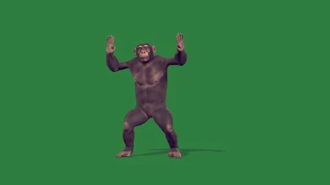 A monkey is dancing isolated isolated on green screen background Stock-Footage 336890444