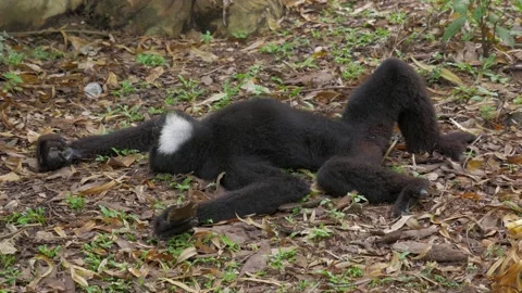 Monkey de L'Hoest or the mountain monkey awakening from a long rest on the Stock-Footage 155909544