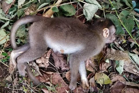 Monkey died due to electric shock, India Stock Photos