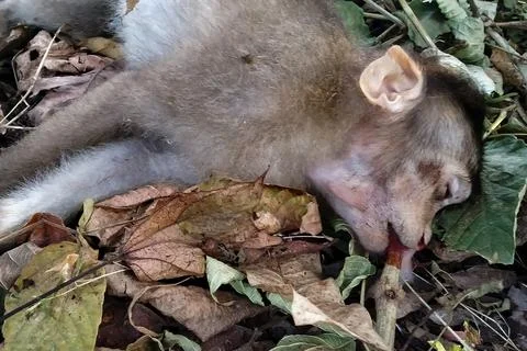 Monkey died due to electric shock, India Stock Photos
