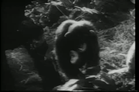 Monkey discovering beehive in jungle 스톡 동영상 11349002