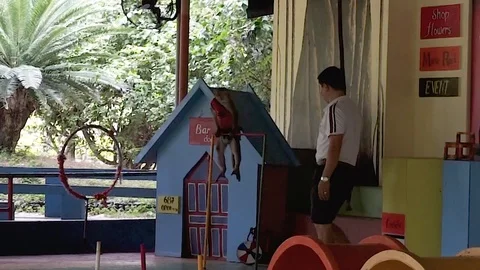 Monkey do Muscle up in Circus at Hon Lao Island, or Monkey Island Stock Footage 122285611