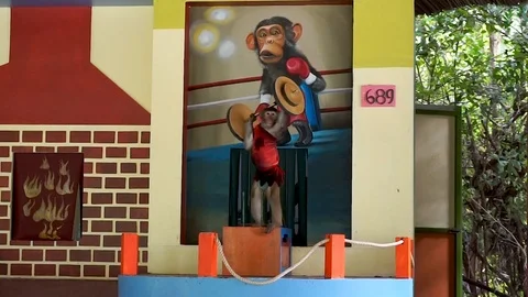 Monkey do Shoulder  press in Circus at Hon Lao Island, or Monkey Island Stock Footage 122285604