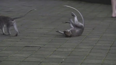 Monkey Does a Roll Playing in Slow Motion Stock Footage 106152598