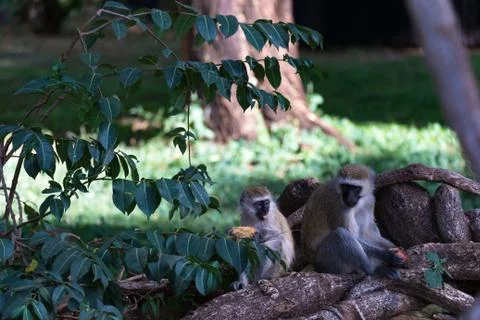 Monkey is doing a fruit meal in the grass Stock Photos