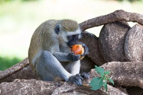 Monkey is doing a fruit meal in the grass Stock Photos