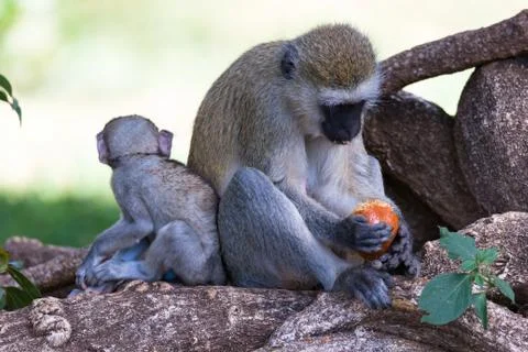 Monkey is doing a fruit meal in the grass Stock Photos