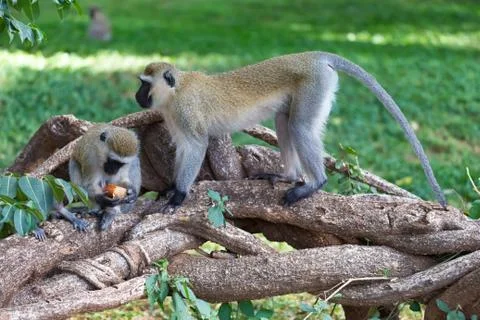 Monkey is doing a fruit meal in the grass Stock Photos