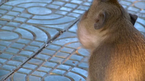 Monkey dont like an apples Stock-Footage 114486621