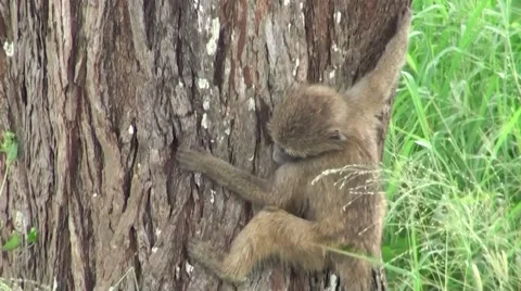 Monkey down from the tree to the tall grass. Safari in Tanzania Video stock 56342463