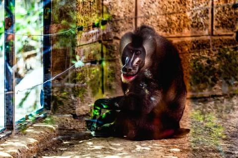 Monkey dril in zoo cell Stock Photos