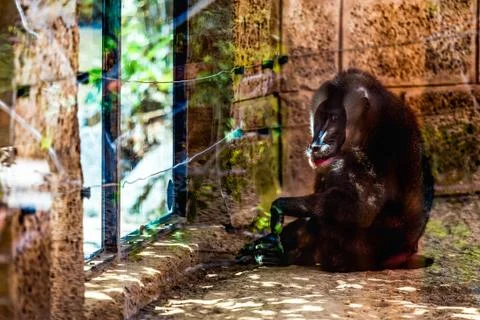 Monkey dril in zoo cell Stock Photos