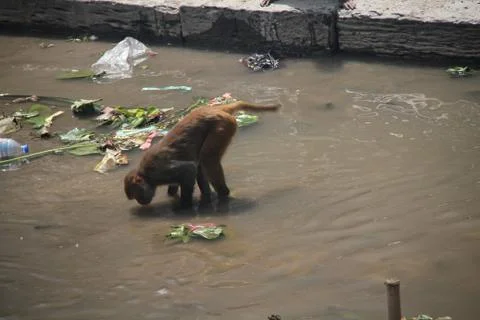 Monkey drining water from a dirty river Stock Photos