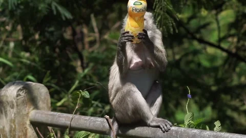 A monkey drinking bottled water Stock Footage 295855268