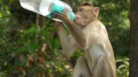 Monkey drinking from a disposed bottle Stock Footage 81097924