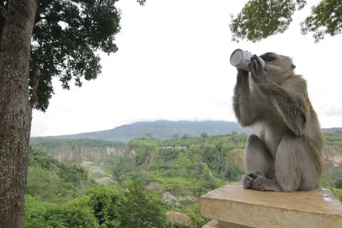 A monkey is drinking milk 3 Stock Photos