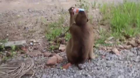 Monkey drinking milk from a box Stock Footage 294925411