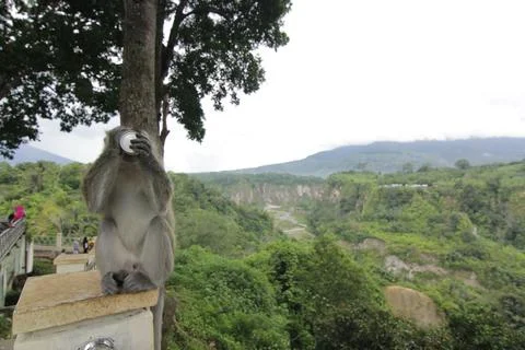 A monkey is drinking milk Stock Photos