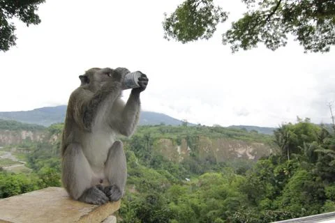 A monkey is drinking milk Stock Photos